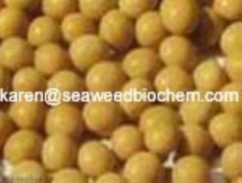 Soybean Isoflavones Extract